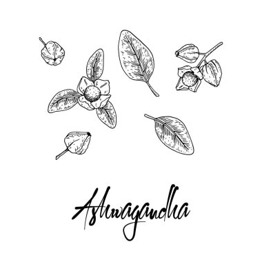 Set of hand drawn Ashwagandha branch with berries and leaves isolated on white background. Vector illustration in sketch style. clipart