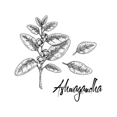 Hand drawn Ashwagandha branch with berries isolated on white background. Vector illustration in sketch style. clipart