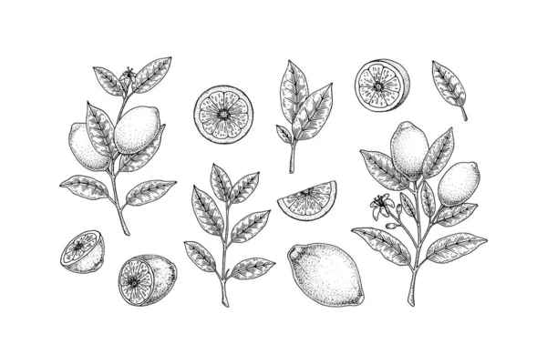 Elle Çizilmiş Limon Tasarımı Elementleri Tam Limonlu Dilimlenmiş Yapraklı Çiçekli — Stok Vektör