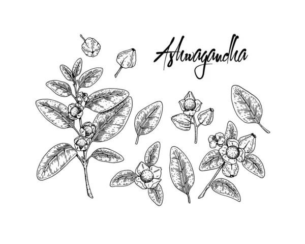Çizimi Ashwagandha Dalları Beyaz Arka Planda Izole Edilmiş Böğürtlen Yapraklarla — Stok Vektör