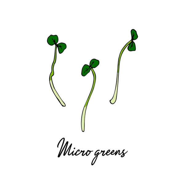 Met Hand Getrokken Micro Greens Vector Illustratie Gekleurde Schets Stijl — Stockvector