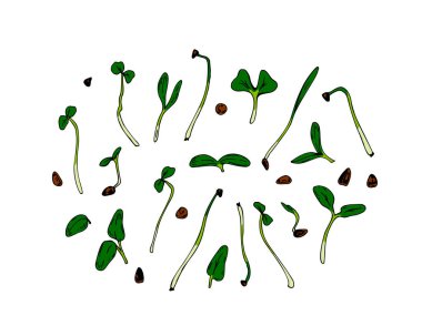 El yapımı mikro yeşiller hazır. Beyaz arkaplanda izole edilmiş renkli çizim biçimi ile vektör illüstrasyonu