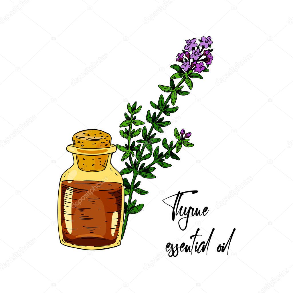 Hand drawn blooming thyme branch with the bottle isolated on white background. Vector illustration in colored sketch style.