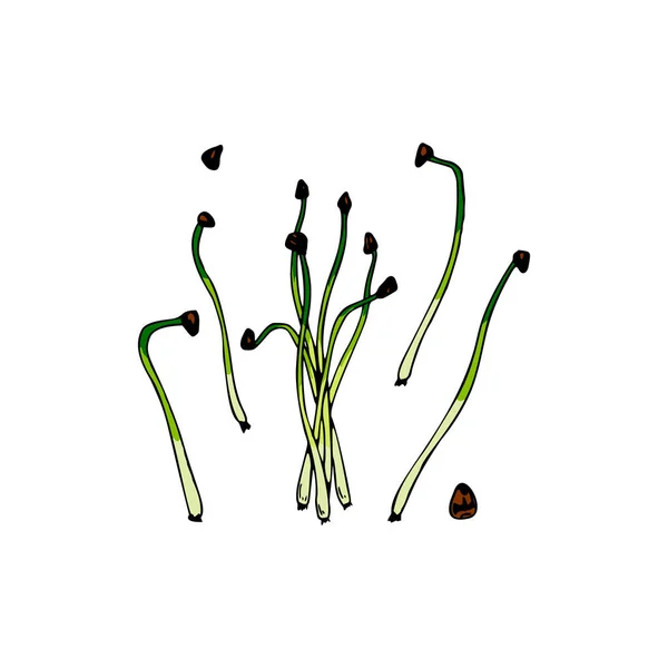 Met Hand Getekende Micro Greens Set Vector Illustratie Gekleurde Schets — Stockvector