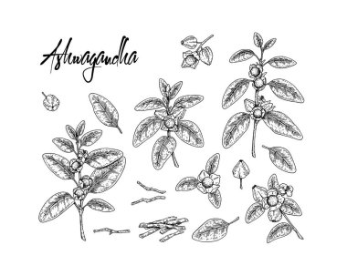 Ashwagandha 'nın böğürtlen, kök ve yapraklarıyla beyaz arka planda izole edilmiş bir el çizimi. Robot resim biçiminde vektör illüstrasyonu.