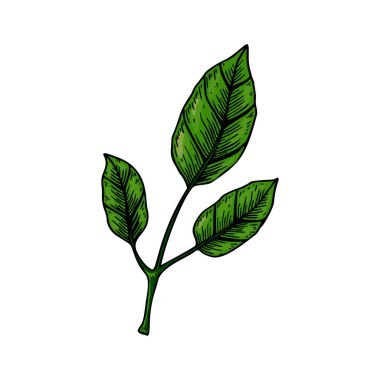 Beyaz arka planda yaprakları olan el çizimi yeşil bir dal. Renkli çizim tarzında vektör illüstrasyonu