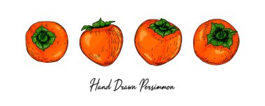 Beyaz arka planda izole edilmiş el yapımı hurma meyvesi. Renkli çizim tarzında vektör illüstrasyonu