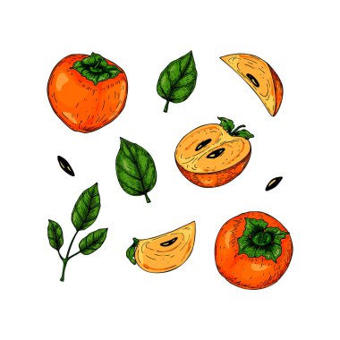 El yapımı hurma ağaçları ve yapraklar beyaz arka planda izole edilmiş. Renkli çizim tarzında vektör illüstrasyonu