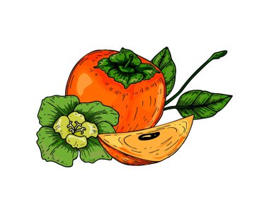 El yapımı hurma meyvesi, bir dilim, çiçek ve beyaz arka planda izole edilmiş yapraklar. Renkli çizim tarzında vektör illüstrasyonu