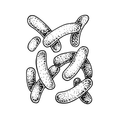 Elle çizilmiş probiyotik propionibacteryum bakterisi. İnsan sağlığı ve sindirim düzenlemeleri için iyi bir mikroorganizma. Robot resim biçiminde vektör illüstrasyonu