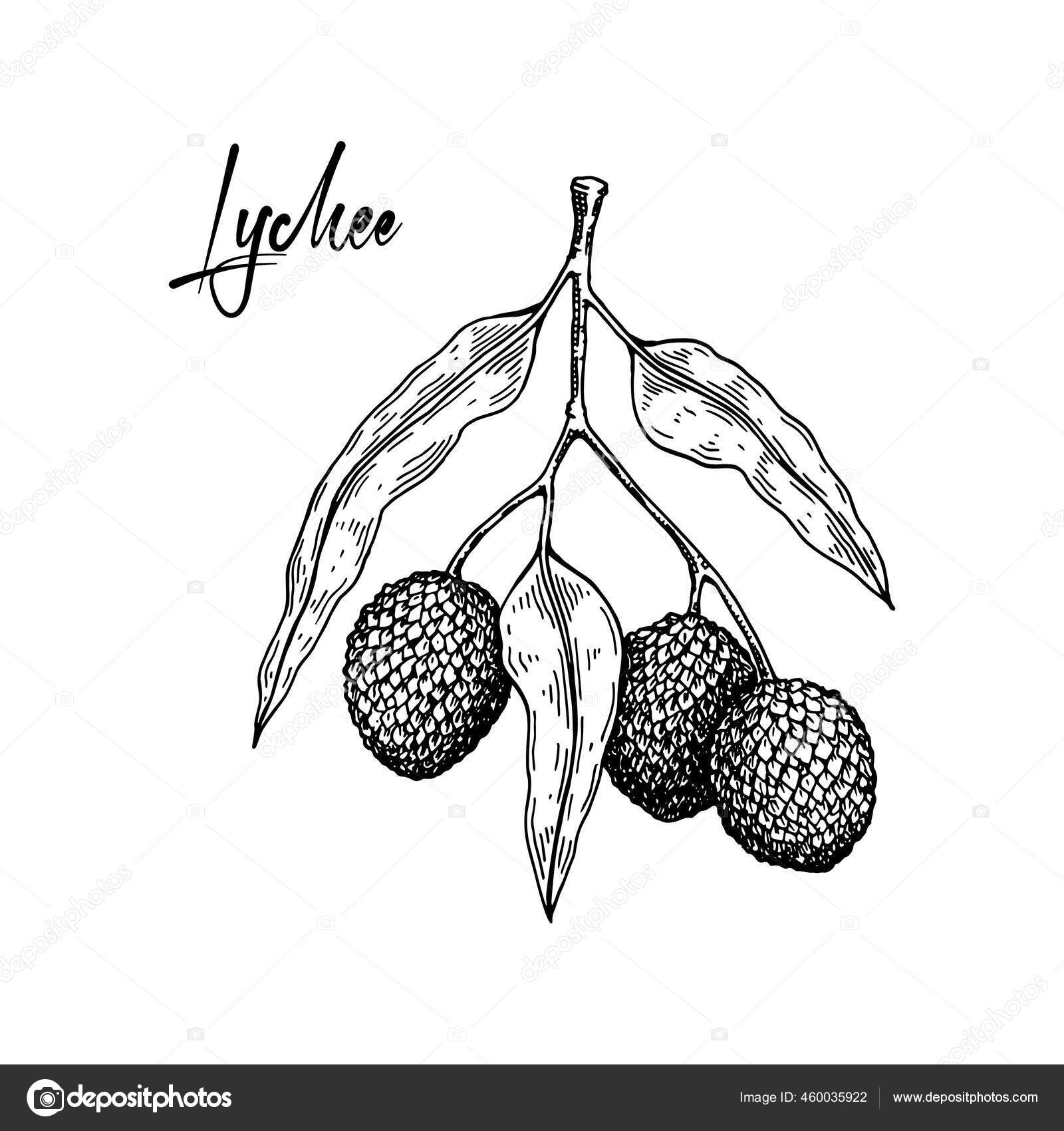 51 Lychee Drawing Stock Photos, High-Res Pictures, and Images - Getty Images