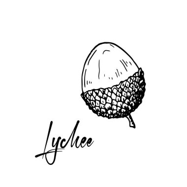 El çizimi açık liçi meyvesi beyaz arka planda izole edilmiş. Detaylı taslak biçiminde vektör illüstrasyonu