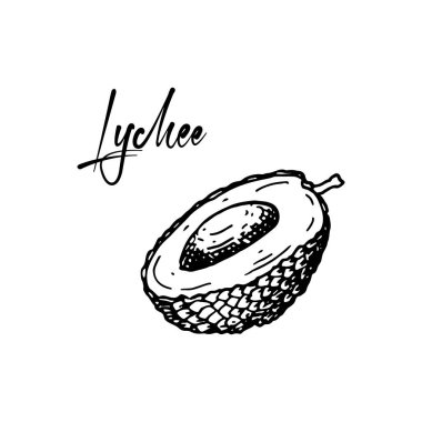 El çizimi açık liçi meyvesi beyaz arka planda izole edilmiş. Detaylı taslak biçiminde vektör illüstrasyonu