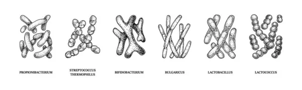 El yapımı probiyotik bakteriler: laktokok, laktobacillus, bulgaricus, bifidobacterium, propionibacterium, streptococcus. Robot resim biçiminde vektör illüstrasyonu