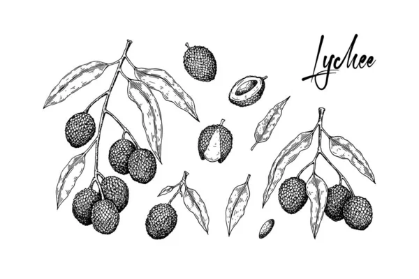 Ensemble Fruits Litchi Dessinés Main Branches Feuilles Isolées Sur Fond — Image vectorielle