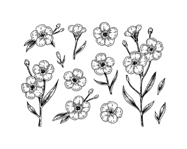 Set Fiori Rami Lino Disegnati Mano Illustrazione Vettoriale Stile Schizzo — Vettoriale Stock