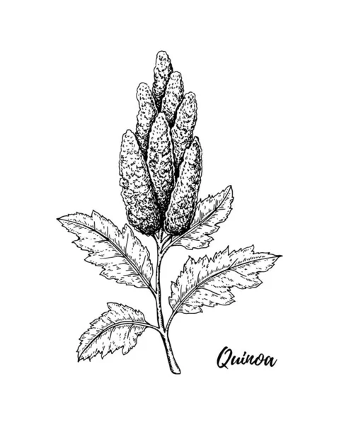 Ramo Quinoa Disegnato Mano Isolato Sfondo Bianco Illustrazione Vettoriale Stile — Vettoriale Stock