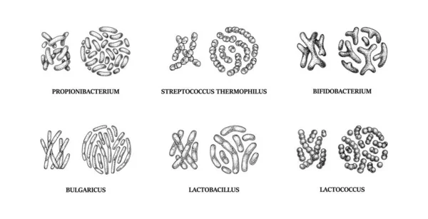 Set Handgezeichneter Probiotika Lactococcus Lactobacillus Bulgaricus Bifidobacterium Propionibacterium Streptococcus Vektorillustration — Stockvektor