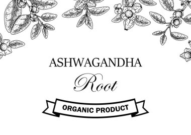 Hand drawn horizontal Ashwagandha design with branches and berries isolated on white background. Vector illustration in sketch style. clipart
