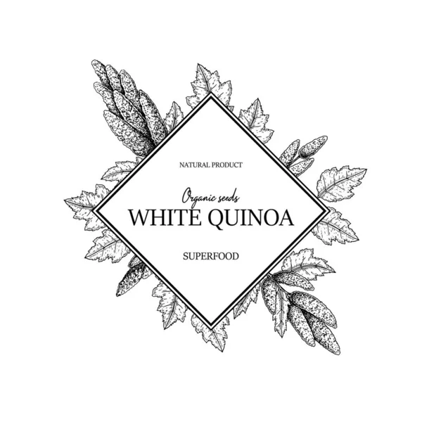 Cornice Quinoa Disegnata Mano Illustrazione Vettoriale Stile Schizzo — Vettoriale Stock