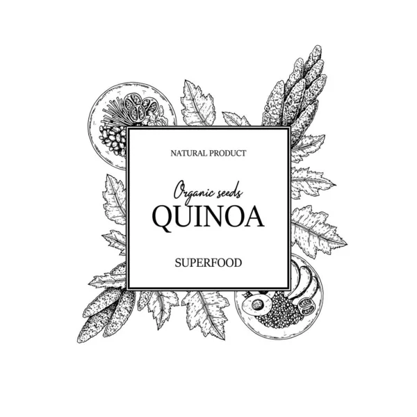 Kézzel Rajzolt Quinoa Keret Vektor Illusztráció Vázlatos Stílusban — Stock Vector