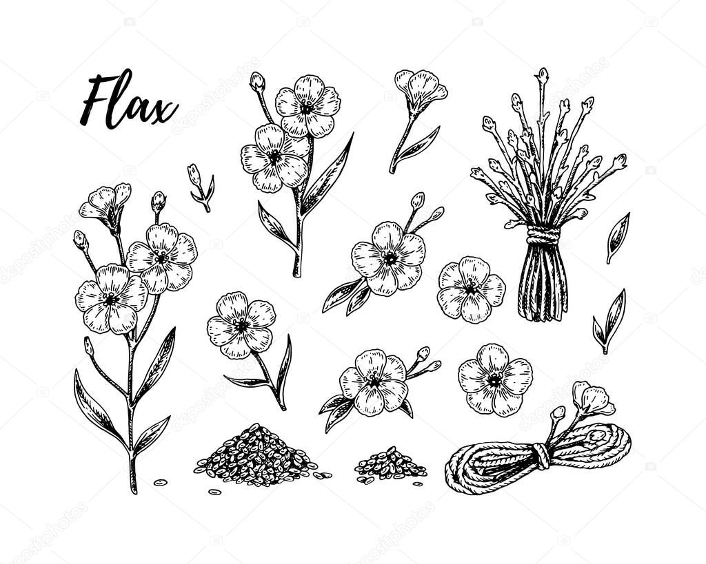 Set of hand drawn flax flowers, branches and seeds. Vector illustration in sketch style for linen seeds and oil packaging