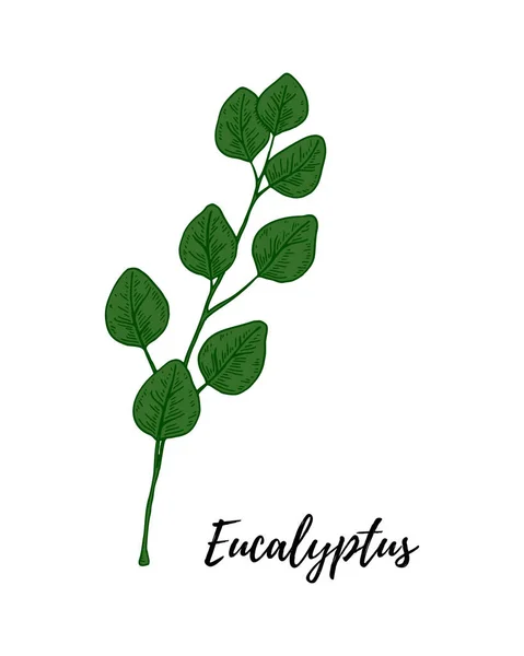 Met Hand Getekende Groene Eucalyptus Tak Met Bladeren Geïsoleerd Witte — Stockvector