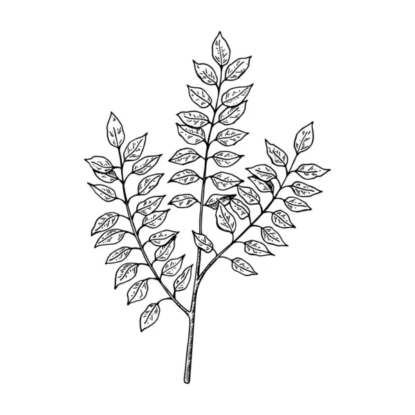 Handgezeichneter Zweig Mit Blättern Isoliert Auf Weiß Vektorillustration Skizzenstil — Stockvektor