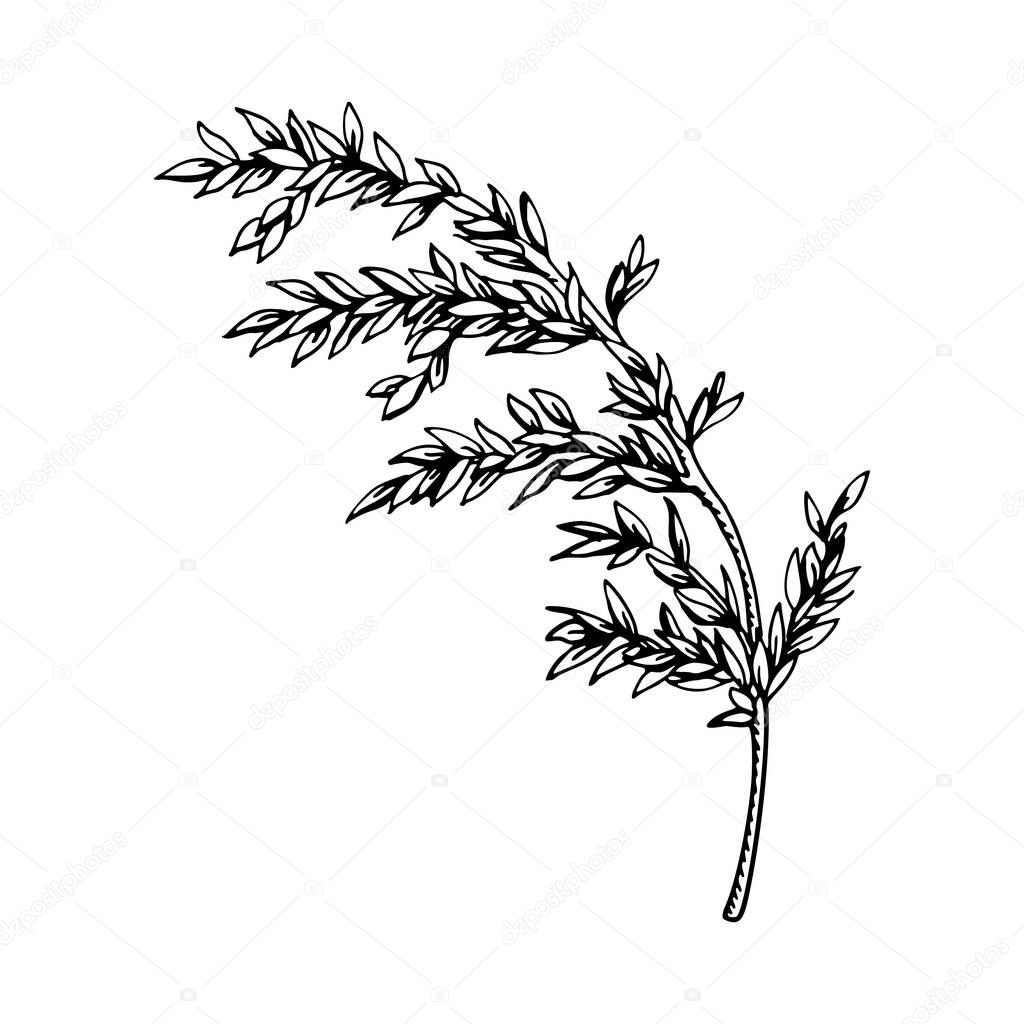 Hand drawn branch with leaves isolated on white. Vector illustration in sketch style.