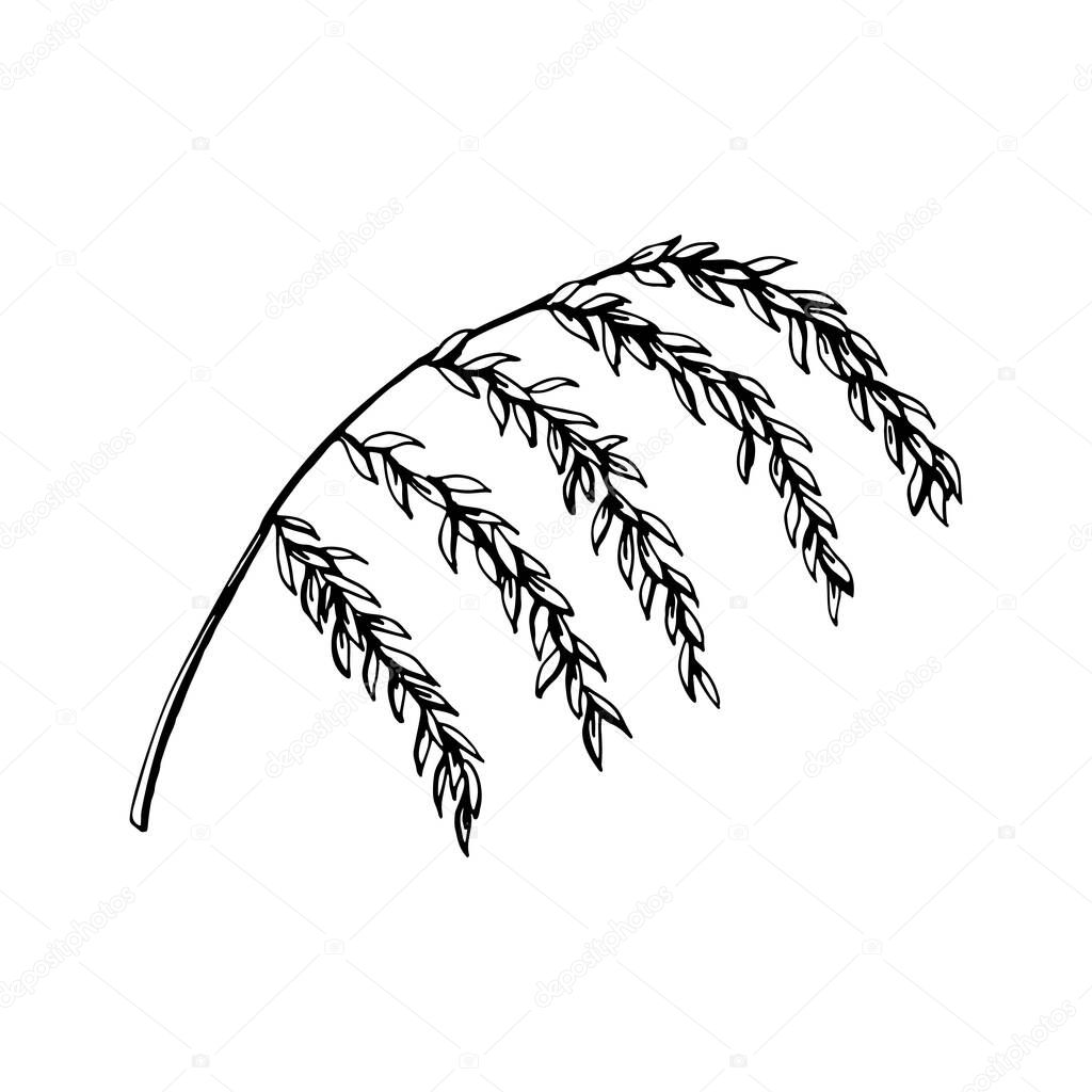Hand drawn branch with leaves isolated on white. Vector illustration in sketch style.