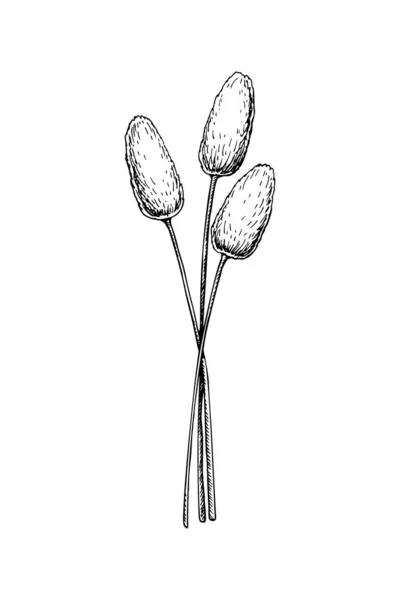 手工绘制的兔子尾草隔离在白色背景 素描式矢量图解 — 图库矢量图片