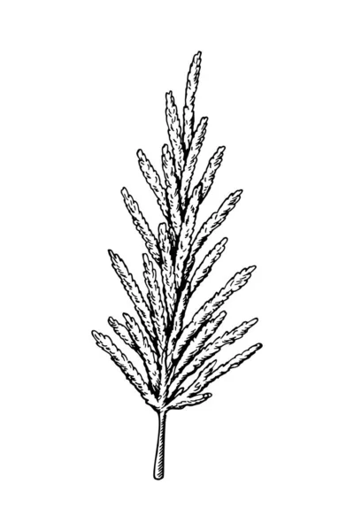 手绘的潘帕斯草隔离在白色背景上 素描式矢量图解 — 图库矢量图片