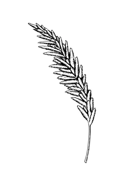 手绘的潘帕斯草隔离在白色背景上 素描式矢量图解 — 图库矢量图片