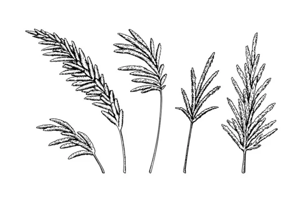 Set Hand Drawn Pampas Grass Branches Isolated White Background Vector — 스톡 벡터