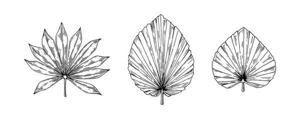 Ensemble Feuilles Palmier Séchées Dessinées Main Isolées Sur Blanc Illustration — Image vectorielle