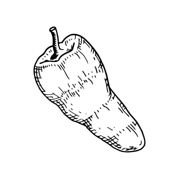 Χέρι Ζωγραφισμένο Πιπέρι Απομονώνονται Λευκό Φόντο Εικονογράφηση Διάνυσμα Στυλ Σκίτσο — Διανυσματικό Αρχείο