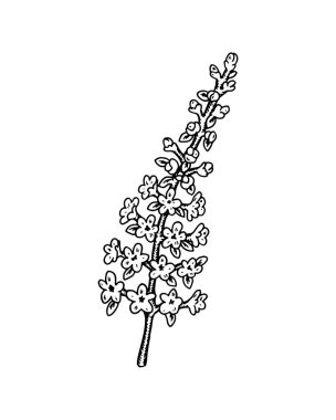 El çizimi tarla çiçeği beyaz arka planda izole. Robot resim biçiminde vektör illüstrasyonu