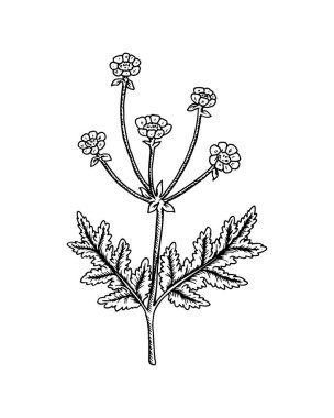 Beyaz arka planda el yapımı düğün çiçeği. Robot resim biçiminde vektör illüstrasyonu