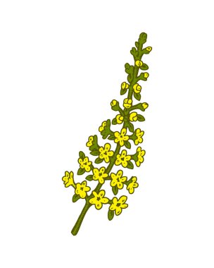 El çizimi tarla çiçeği beyaz arka planda izole. Robot resim biçiminde vektör illüstrasyonu