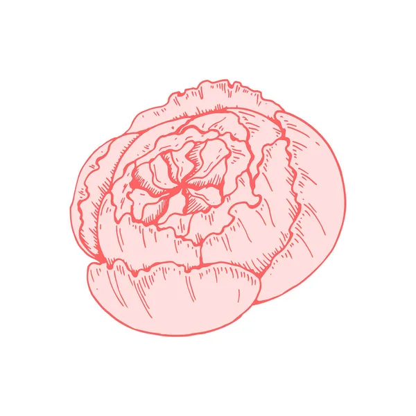 Handgezeichnete Rosa Pfingstrose Blume Isoliert Auf Weißem Hintergrund Vektorillustration Skizzenstil — Stockvektor