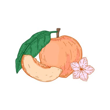 El çizimi şeftalili meyve ve dilimler beyaz arka planda izole edilmiş. Robot resim tarzında vektör illüstrasyonu. Paket, etiket, poster, yazdırma, menü için tasarım ögesi