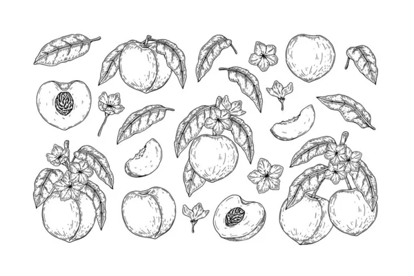 Набір Малюнків Ручної Персикової Застібки Векторні Ілюстрації Стилі Ескізів Елемент — стоковий вектор