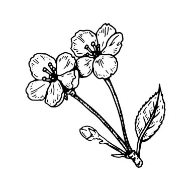 Hand drawn cherry flowers isolated on white background. Vector illustration in sketch style
