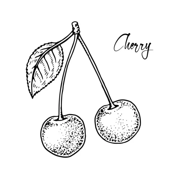 Handgezeichnete Kirschen Isoliert Auf Weißem Hintergrund Vektorillustration Skizzenstil — Stockvektor