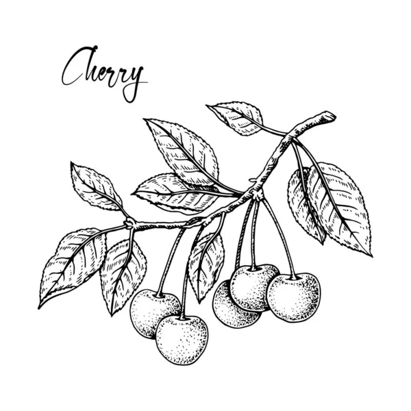 Hand Drawn Cherry Branch Berries Isolated White Background Vector Illustration — Διανυσματικό Αρχείο