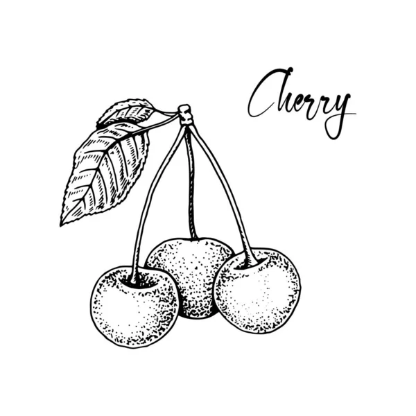 Hand Drawn Cherries Isolated White Background Vector Illustration Sketch Style — Stok Vektör