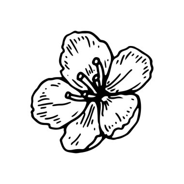 El çizimi kiraz çiçeği beyaz arka planda izole. Robot resim biçiminde vektör illüstrasyonu