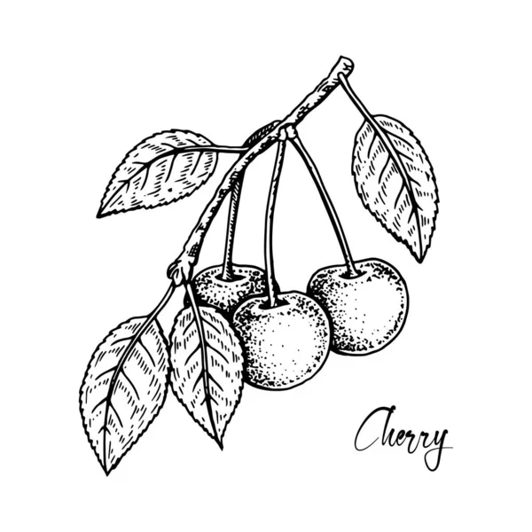 Hand Drawn Cherry Branch Berries Isolated White Background Vector Illustration — Διανυσματικό Αρχείο