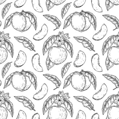 Elle çizilmiş şeftali deseni. Vektör illüstrasyonu