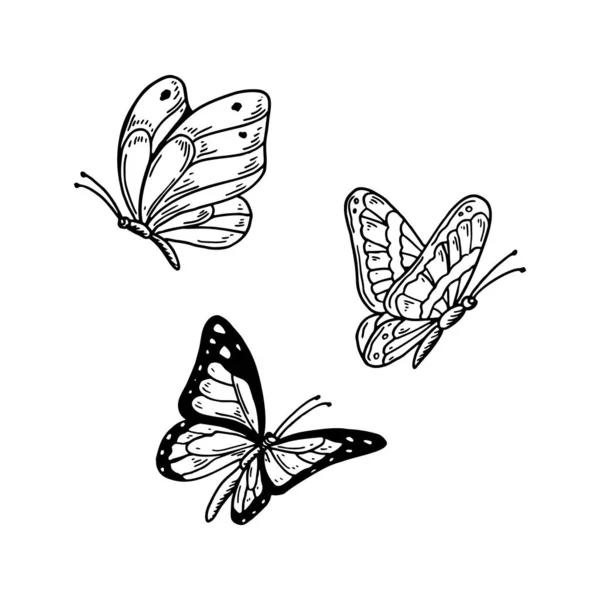 Ensemble Papillons Dessinés Main Isolés Blanc Illustration Vectorielle Dans Style — Image vectorielle